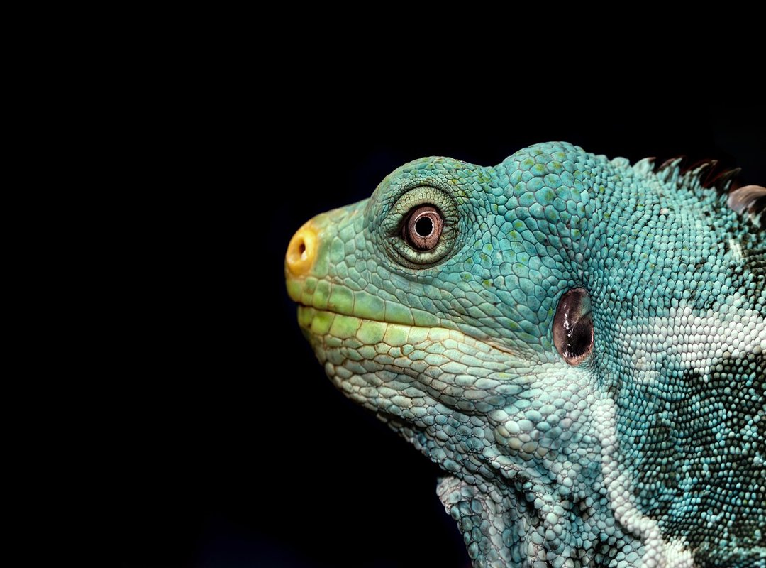 Uploading and Setting Your Iguana Profile Picture
